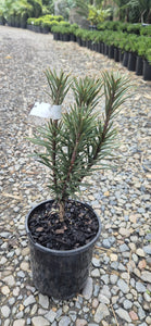 Cephalotaxus harringtonia (Fastigiata)