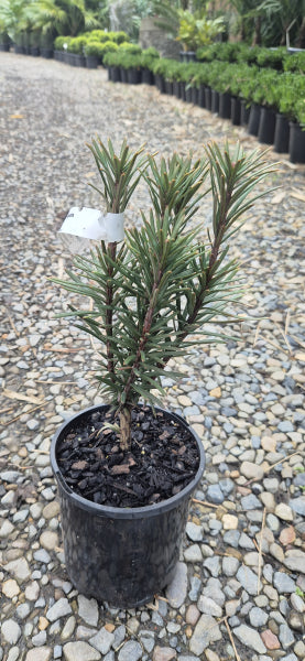 Cephalotaxus harringtonia (Fastigiata)