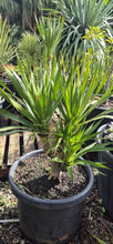 Load image into Gallery viewer, Dracaena cochinchinensis
