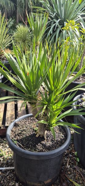 Dracaena cochinchinensis