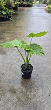 Load image into Gallery viewer, Alocasia brisbanensis
