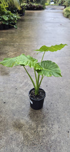 Alocasia brisbanensis