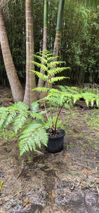 Cyathea cooperi