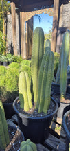 Load image into Gallery viewer, Echinopsis scopulicola  (syn. Trichocereus)
