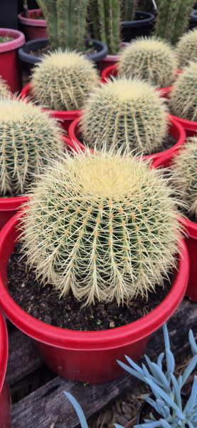 Echinocactus grusonii