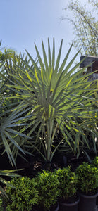Bismarkia nobilis