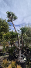 Load image into Gallery viewer, Dracaena cochinchinensis
