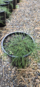 Casuarina glauca Cousin It