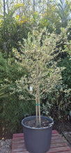 Load image into Gallery viewer, Olea europea  {Olive}
