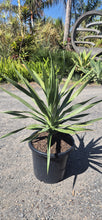 Load image into Gallery viewer, Dracaena draco
