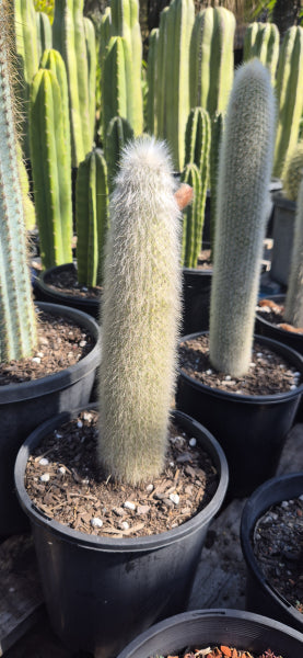 Cleistocactus strausii