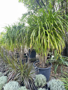 Dracaena cambodiana