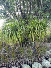 Load image into Gallery viewer, Dracaena cambodiana
