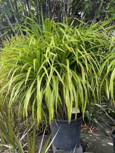 Dracaena cambodiana