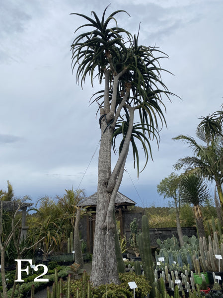 Aloe barberae Advanced Feature Plants