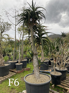 Aloe barberae Advanced Feature Plants