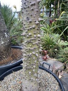 Ceiba pentandra  {Kapok Tree}