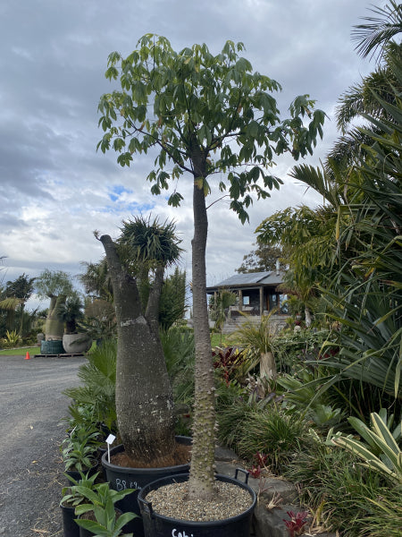 Ceiba pentandra  {Kapok Tree}