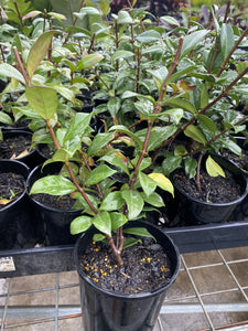 Tracelospermum jasminoides