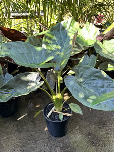 Alocasia wentii