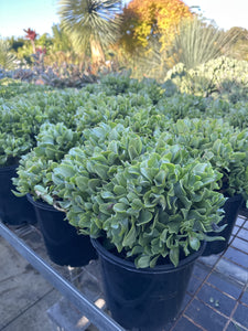 Crassula undulatifolia Max Cook