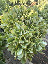 Load image into Gallery viewer, Crassula undulatifolia Max Cook
