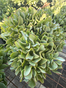 Crassula undulatifolia Max Cook