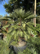 Load image into Gallery viewer, Chamaerops humilis
