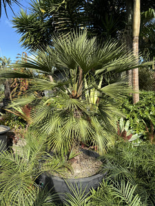 Chamaerops humilis