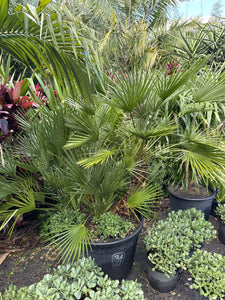 Chamaerops humilis