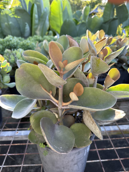 Kalanchoe Copper Spoons