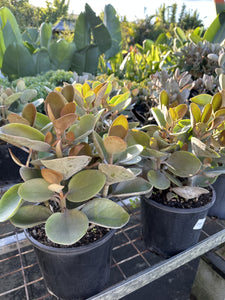 Kalanchoe Copper Spoons