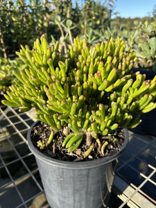 Crassula Gollum