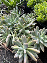 Load image into Gallery viewer, Sedum adolphii
