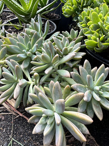 Sedum adolphii