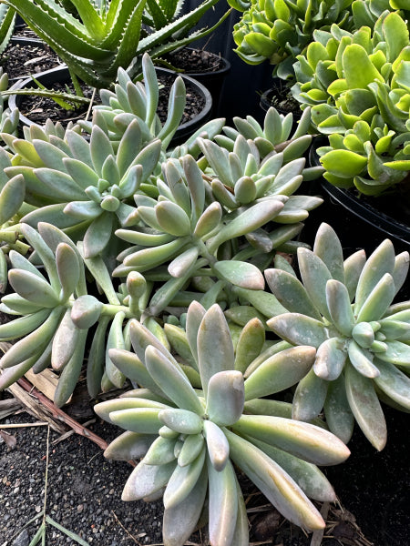 Sedum adolphii