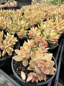 Sedum adolphii