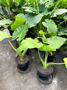 Alocasia macrorhiza