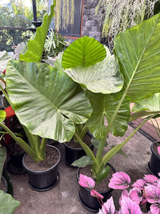 Alocasia macrorhiza