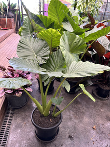 Alocasia macrorhiza