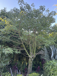 Ceiba pentandra  {Kapok Tree}