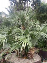 Load image into Gallery viewer, Chamaerops humilis
