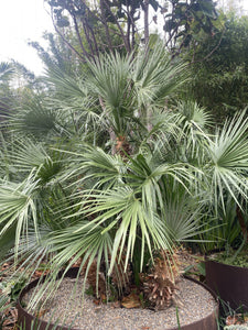 Chamaerops humilis