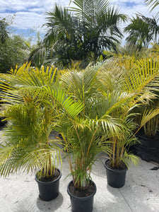 Dypsis lutescens