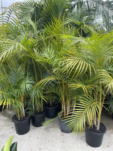 Dypsis lutescens