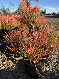 Euphorbia Tirucalli Firesticks