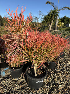 Euphorbia Tirucalli Firesticks