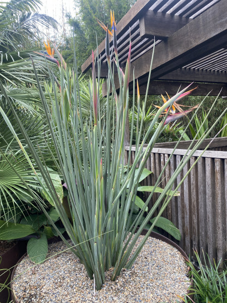 Strelitzia parvifolia var. juncea